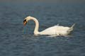 040 Höckerschwan (Cygnus olor)